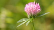 flower clovers flower clovers
