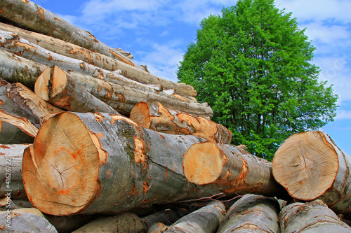 Foto: Wood preparation Wood preparation