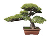Photo: green bonsai pine green bonsai pine