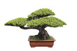 Photo: green bonsai pine green bonsai pine