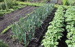 The Layout in Part of a Flourishing Vegetable Garden.