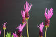 Lavandula stoechas - Lavender butterfly Lavandula stoechas - Lavender butterfly