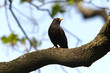 Blackbird in habitat