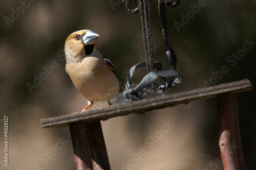 Photo: Grosbeak on bird's feeder Grosbeak on bird's feeder