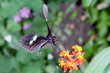 Postman Butterfly Postman Butterfly