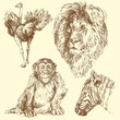 wild animals