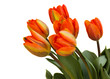 orange tulips bouquet