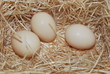 oeuf