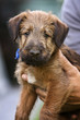 Irish Terrier Welpe