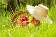 Red apples and garden basket in green grass