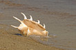 Conch shell in sea surf.
