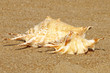 Two conch shell on sandy beach.