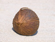 Coconut on a white sand.