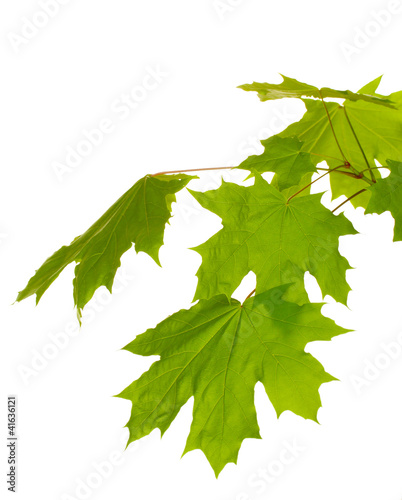 Photo: maple leaves isolated on white maple leaves isolated on white
