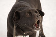 Black dog barking