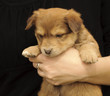 Adorable puppy