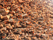 Deforestation- logs of chopped wood piled for sale