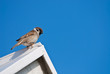 Vogel Sperling Spatz Dach