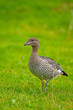 Australian Wood Duck, Chenonetta jubata