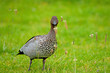 Australian Wood Duck, Chenonetta jubata