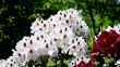 Rhododendron