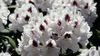Rhododendron