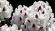 Rhododendron