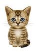 American Shorthair