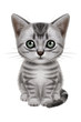 American Shorthair
