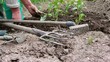 planting kohlrabi