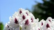 Rhododendron