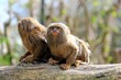 Deux singes