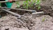 planting kohlrabi seedling
