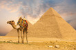 Photo: Camel Standing Front Pyramids H Camel Standing Front Pyramids H
