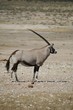 Photo: Oryx II Oryx II