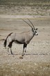 Photo: Oryx I Oryx I