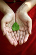 Gogreen-Care for the plants