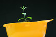 Foto: Sapling growing in yellow hard hat. Sapling growing in yellow hard hat.