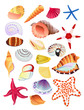 Seashells and starfish
