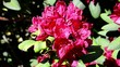 Rhododendron