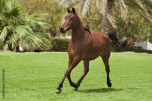 Photo: Bay arabian foal Bay arabian foal