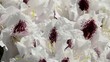 Rhododendron