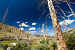 Foto: After the Forest Fire After the Forest Fire