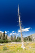 Foto: Dead Tree From Forest Fire Dead Tree From Forest Fire