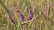Kornfeld
