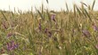 Wicken in Kornfeld