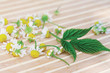 Chamomile and green leaf on a bamboo table cloth still life