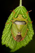 Palomena prasina / Common Green Shield Bug on a green leaf