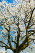 Blossoming tree crown
