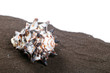 Sea shell